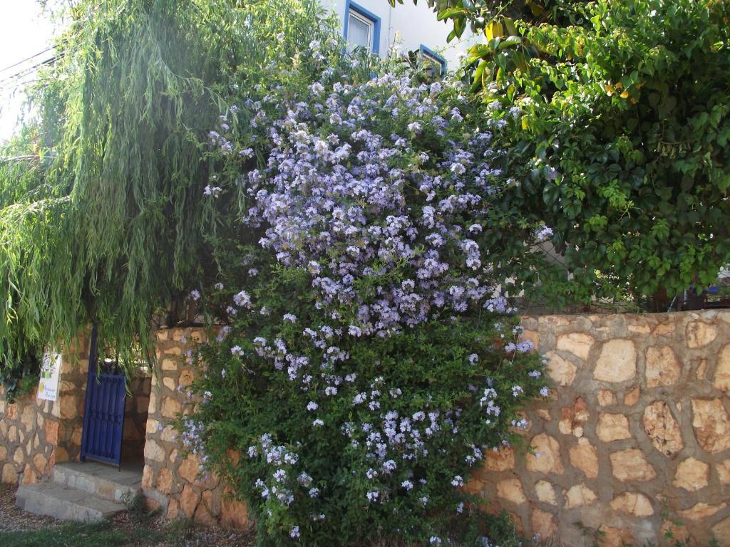 Miramar Pansiyon كاس المظهر الخارجي الصورة